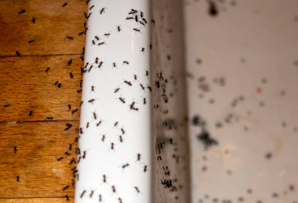 Wasp Removal Services in Mays Chapel, MD